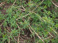 ova Gussonea-Adenocarpus complicatus 20110529 162
